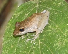 Diasporus diastema