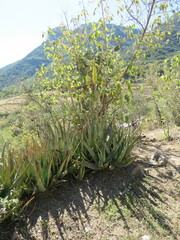 Aloe vera
