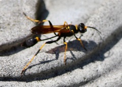 Sceliphron caementarium