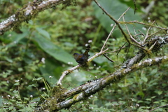 Liocichla steerii