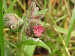 Pulmonaria