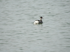 Podiceps nigricollis