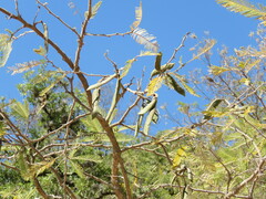 Vachellia pennatula