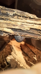 Armadillidium pallasii