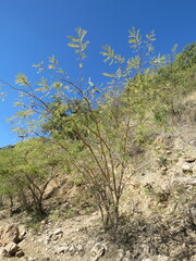 Vachellia pennatula