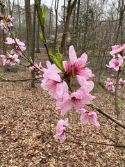 Prunus persica