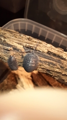 Armadillidium pallasii