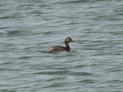 Podiceps nigricollis