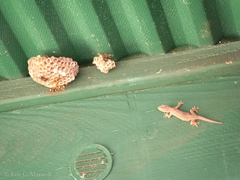 Hemidactylus frenatus