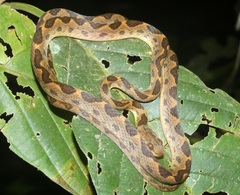 Leptodeira ornata
