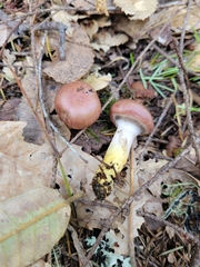 Gomphidius subroseus