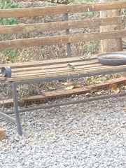 Pogoniulus bilineatus