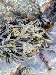 Pelvetia canaliculata