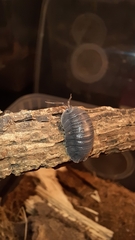 Armadillidium pallasii