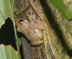 Diasporus diastema