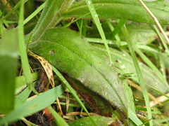 Pulmonaria