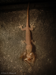 Hemidactylus
