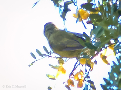 Chlorodrepanis virens
