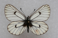 Mesapia peloria