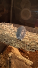 Armadillidium pallasii