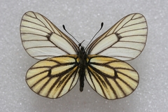 Mesapia peloria