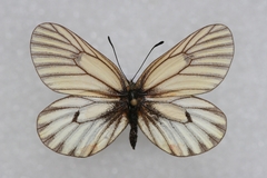 Mesapia peloria
