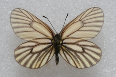 Mesapia peloria