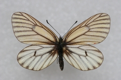 Mesapia peloria