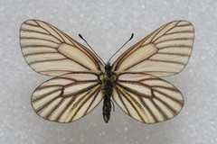 Mesapia peloria