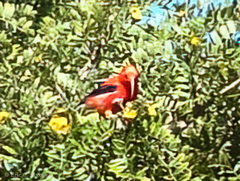 Drepanis coccinea