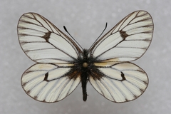 Mesapia peloria