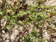 Euphorbia mesembryanthemifolia