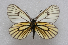 Mesapia peloria