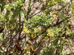 Euphorbia mesembryanthemifolia