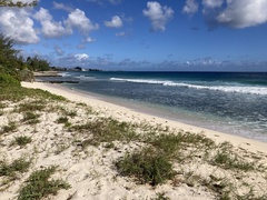 Euphorbia mesembryanthemifolia