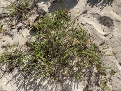 Euphorbia mesembryanthemifolia