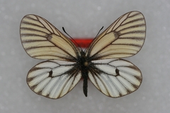 Mesapia peloria