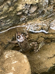 Pelophylax bedriagae