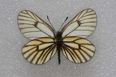 Mesapia peloria