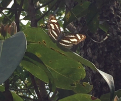 Athyma nefte subrata