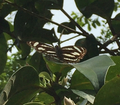 Athyma nefte subrata