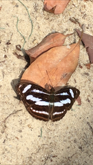 Athyma nefte subrata