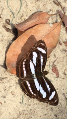 Athyma nefte subrata