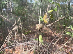 Callirhytis quercuscornigera