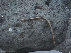 Cryptoblepharus poecilopleurus