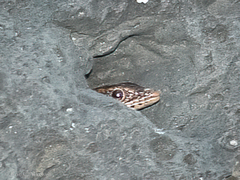Cryptoblepharus poecilopleurus