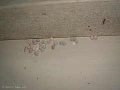 Lepidodactylus lugubris