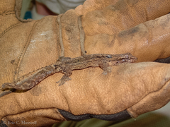 Lepidodactylus lugubris