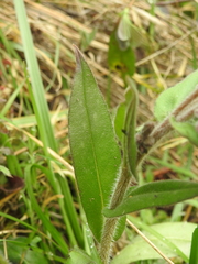 Pulmonaria