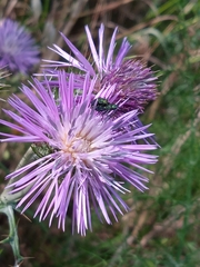 Psilothrix viridicoerulea